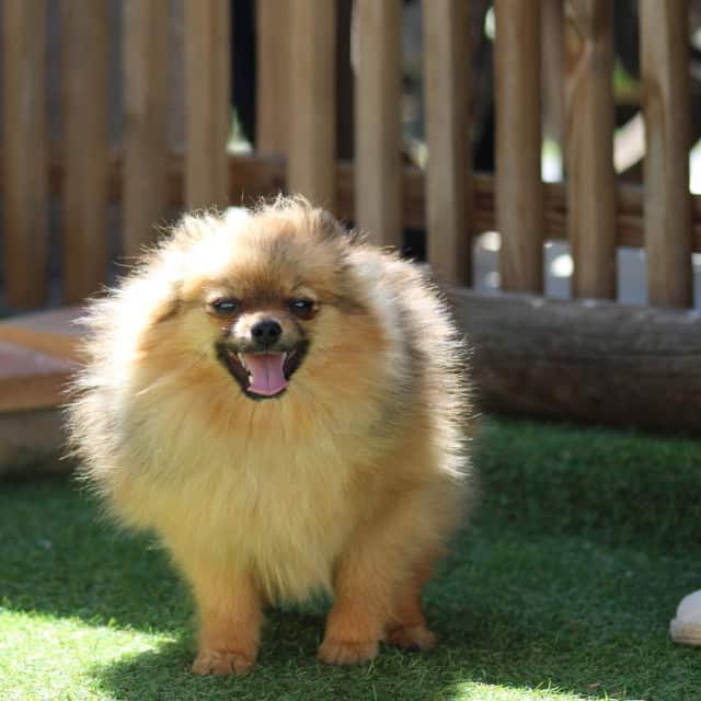 Chien femelle spitz nain fauve charbonné aux yeux noir type spitz nain poméranien