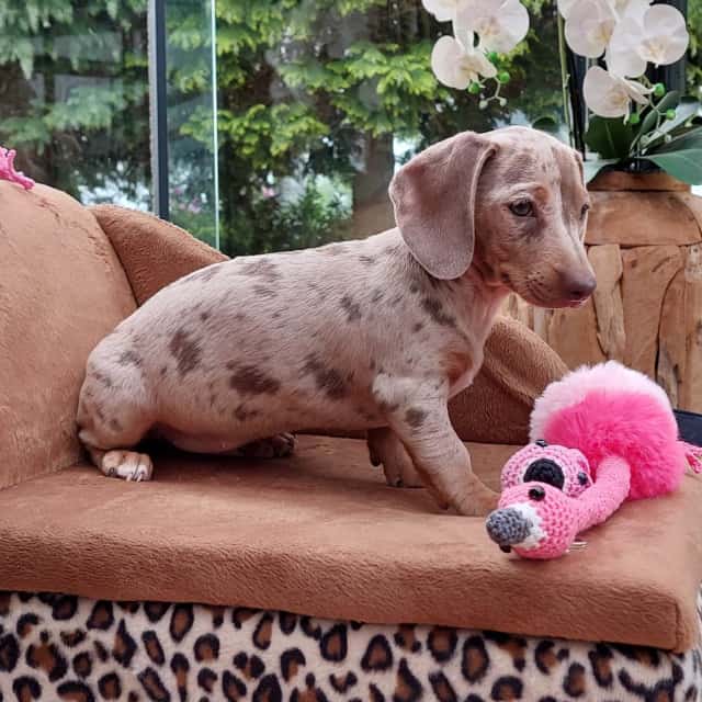 Female exotic dachshund isabella merle tan with yellow-green eyes