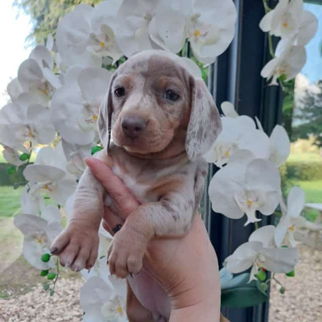 Isabella merle tan exotic dachshund female puppies with yellow-green eyes