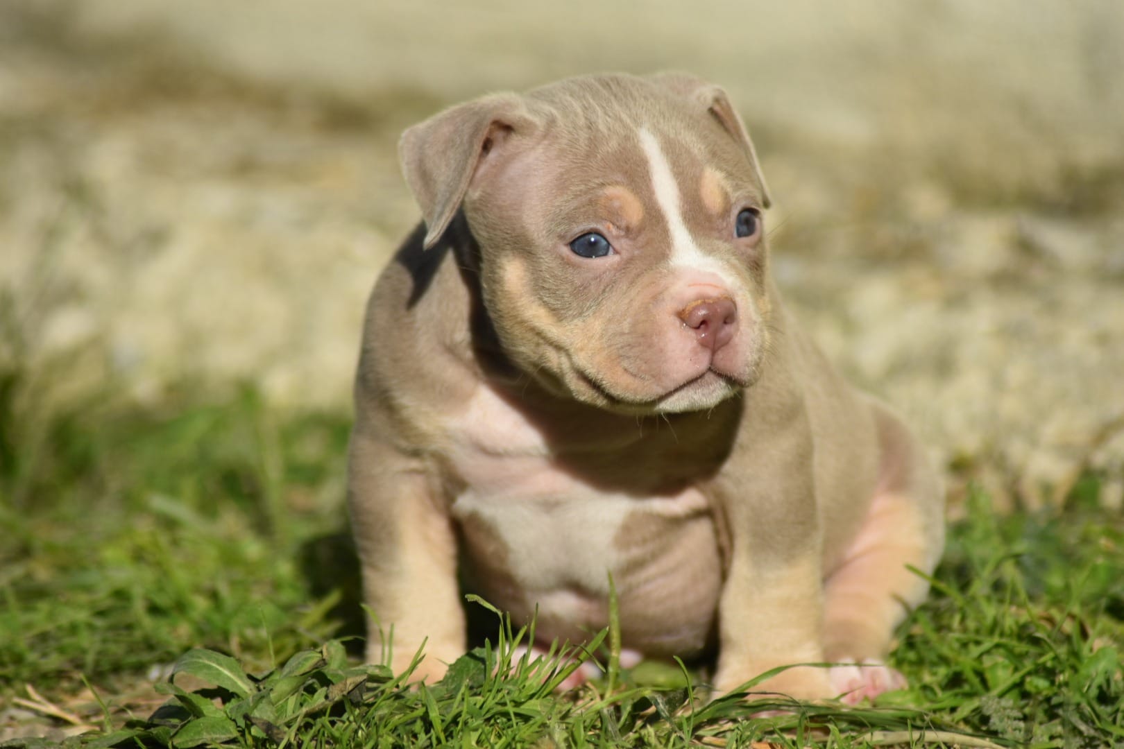 Chiot mâle american bully pocket champagne trico assis dans l'herbe