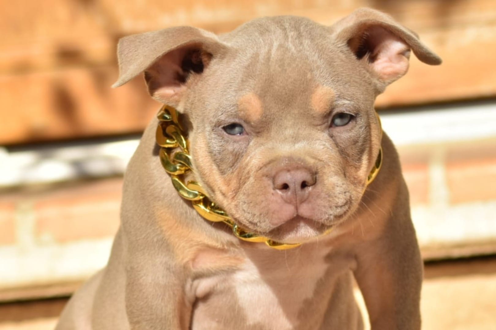 Chiot mâle american bully pocket lilac trico aux yeux verts