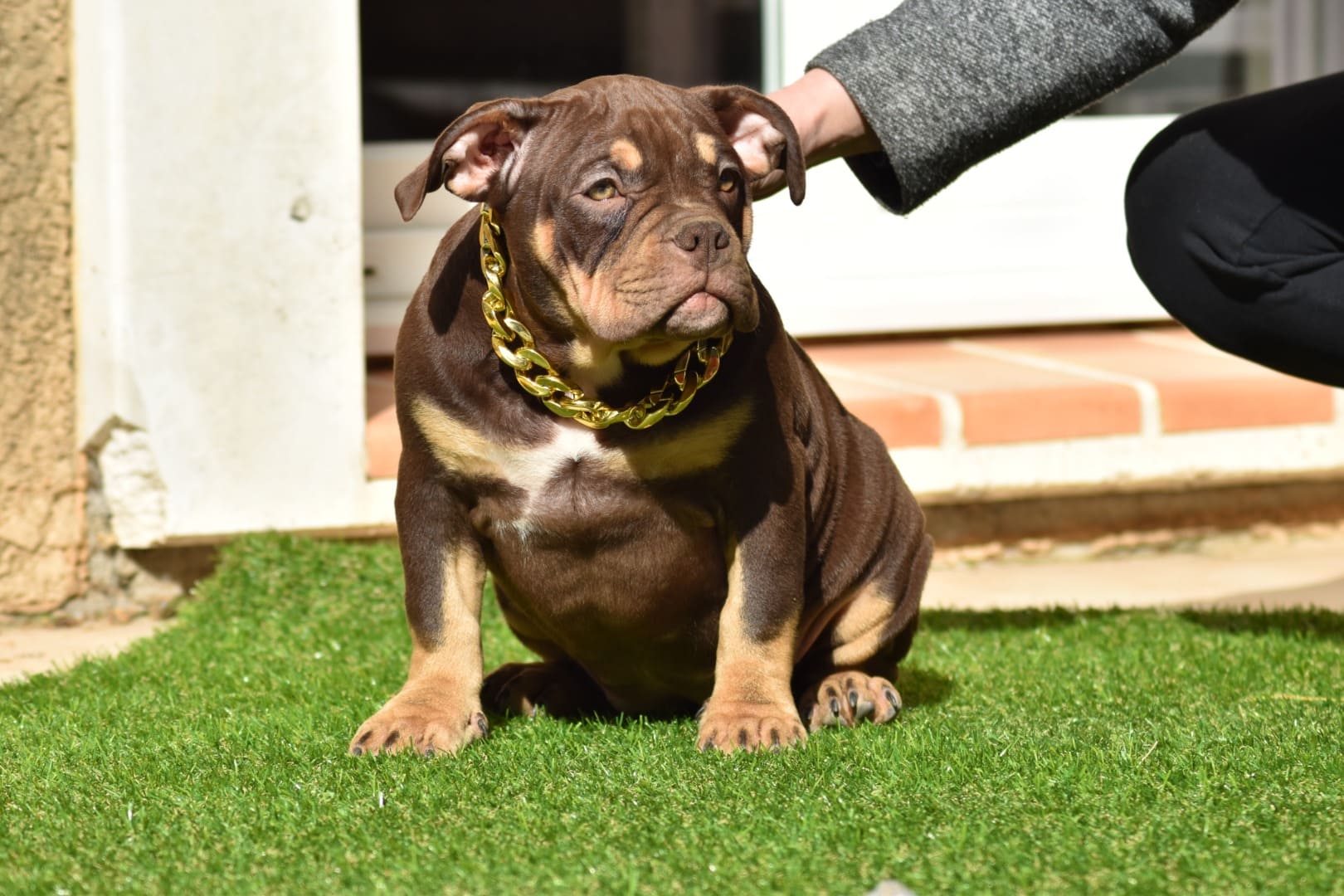 Chiot femelle american bully pocket trico choco pose sur le gazon synthétique