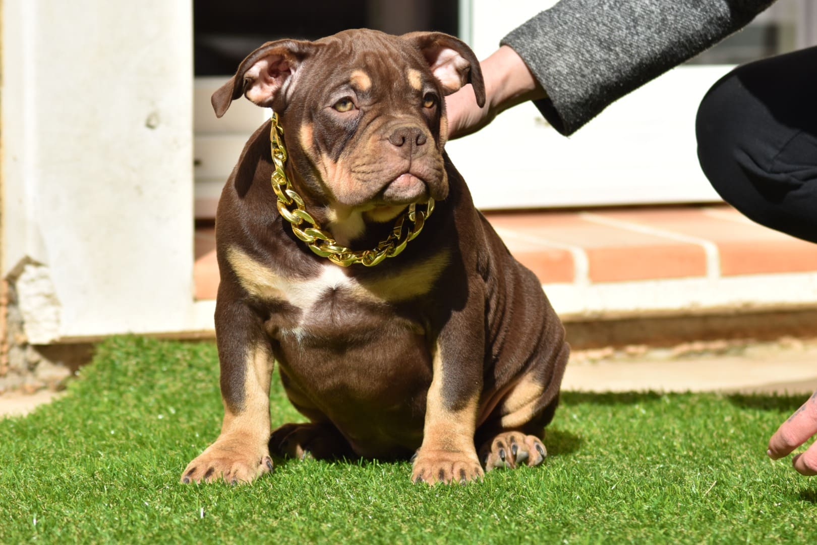 Chiot femelle american bully pocket trico choco assise dans l'herbe