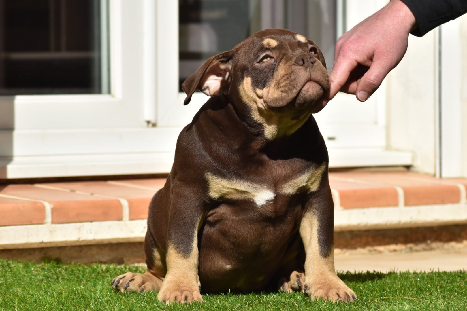 Chiot mâle american bully pocket trico choco assis dans l'herbe
