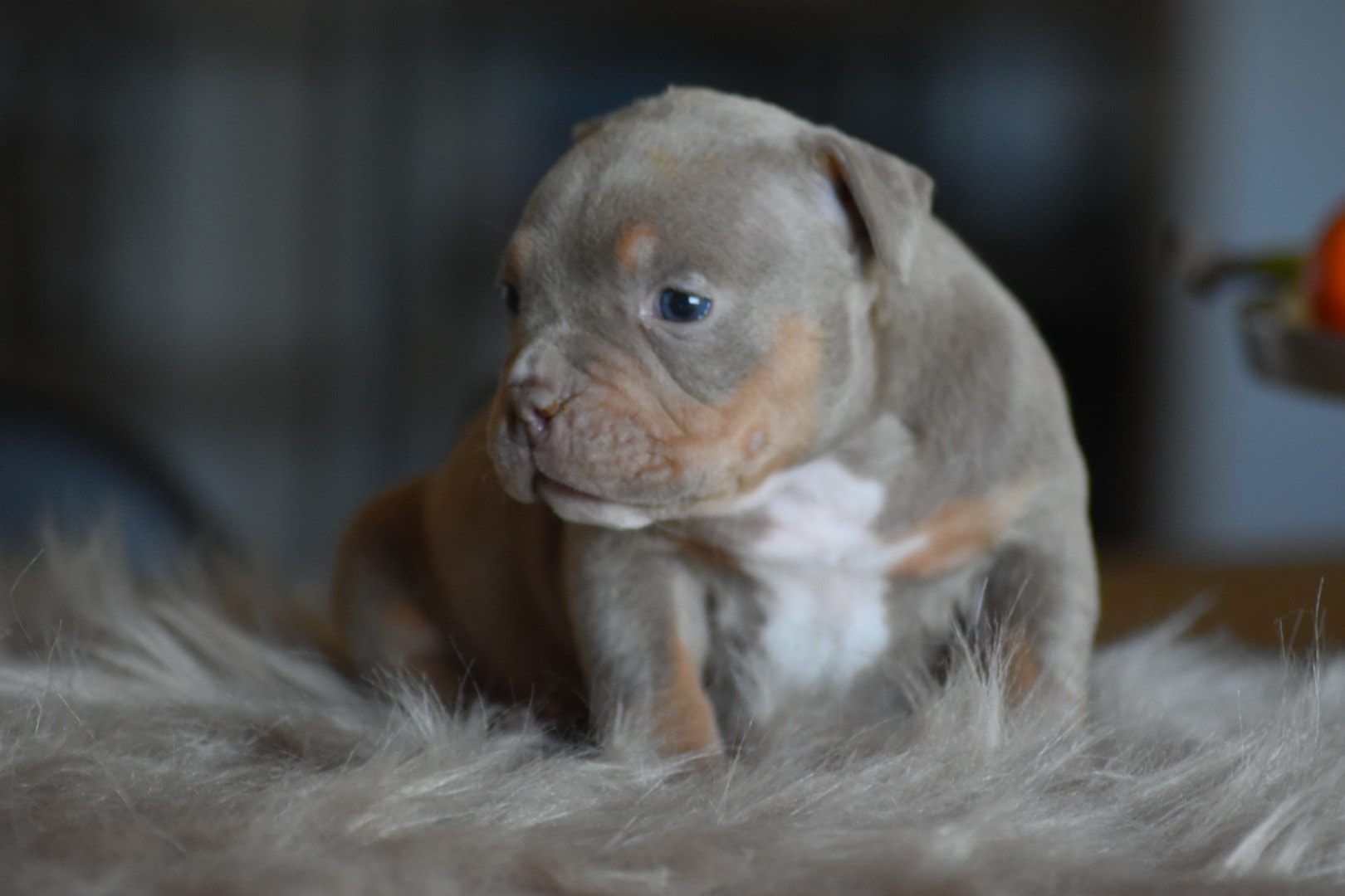 Chiot femelle american bully pocket lilac trico assise sur un tapis shaggy