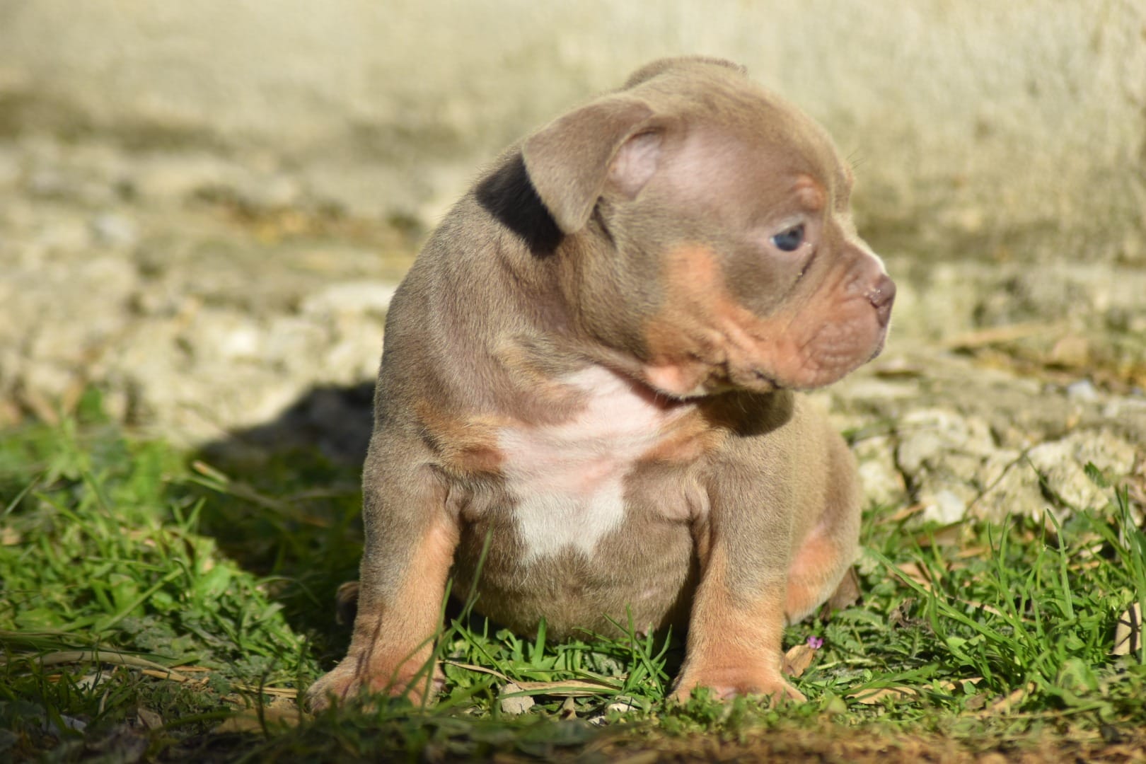Chiot femelle american bully pocket lilac trico assise au soleil