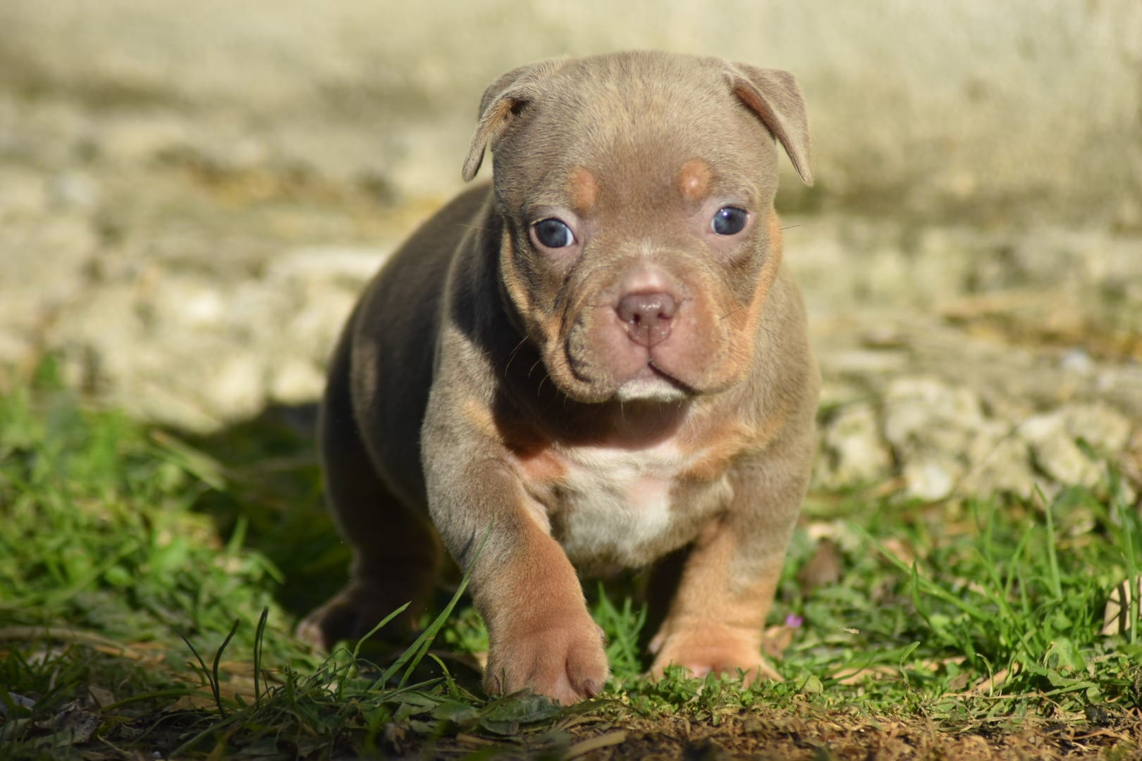 Chiot femelle american bully pocket lilac trico marche dans l'herbe
