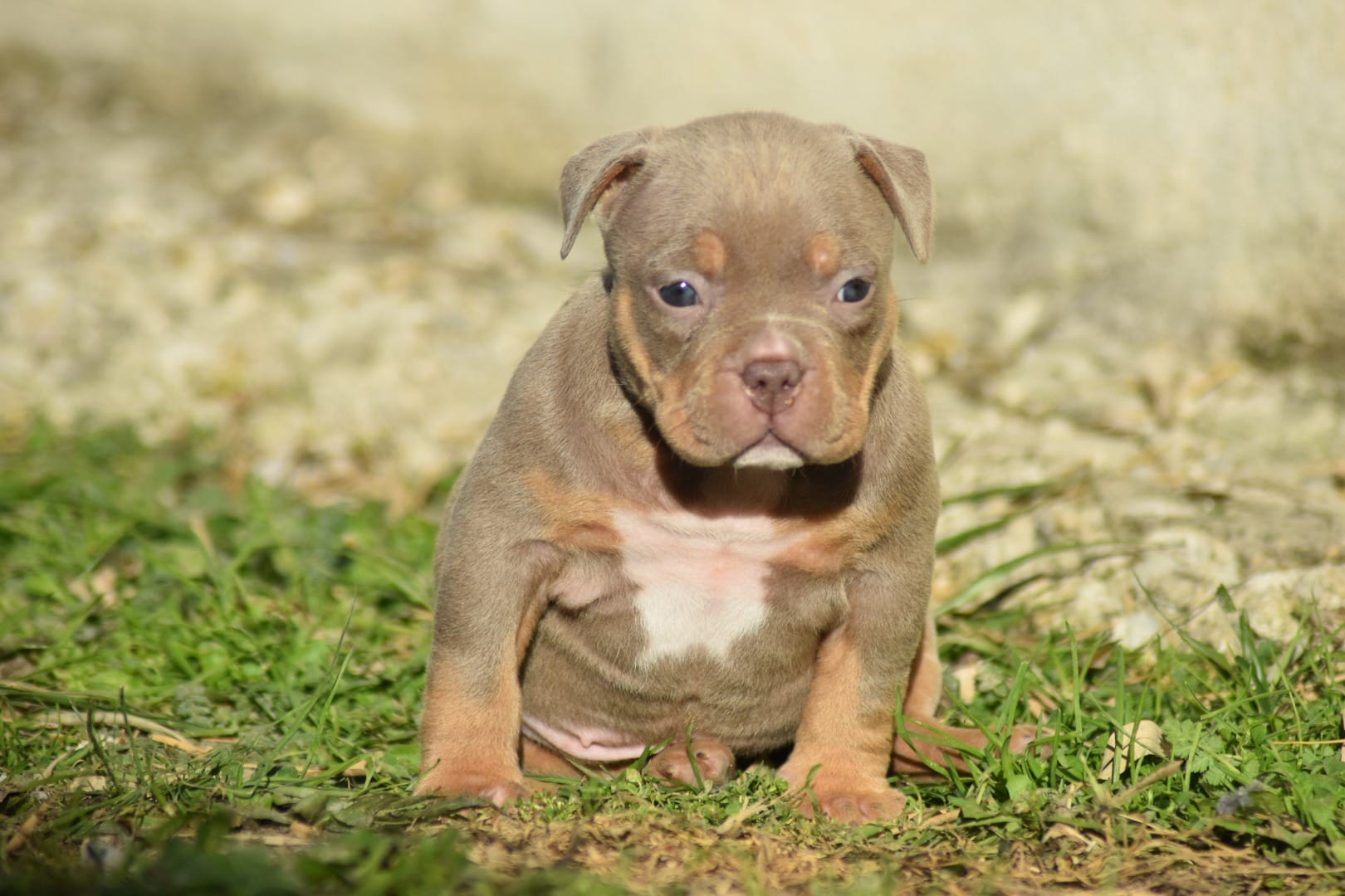 Chiot femelle american bully pocket lilac trico dans l'herbe