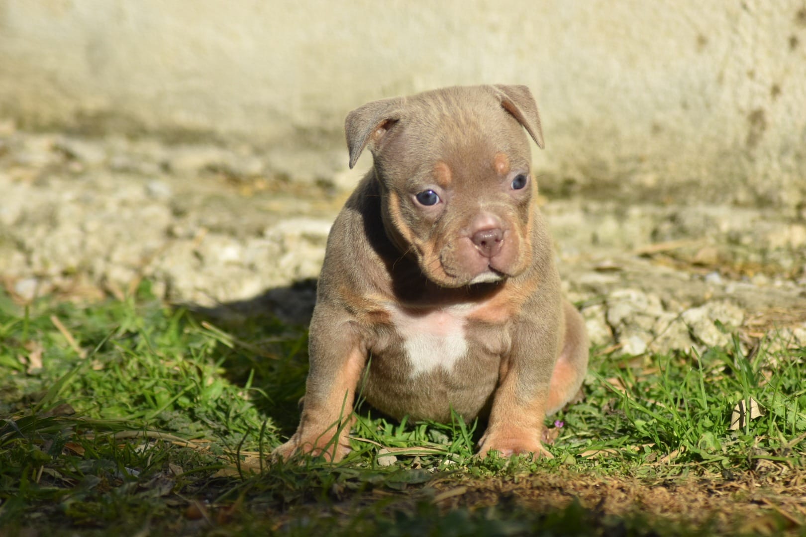 Chiot femelle american bully pocket lilac trico assise dans l'herbe au soleil