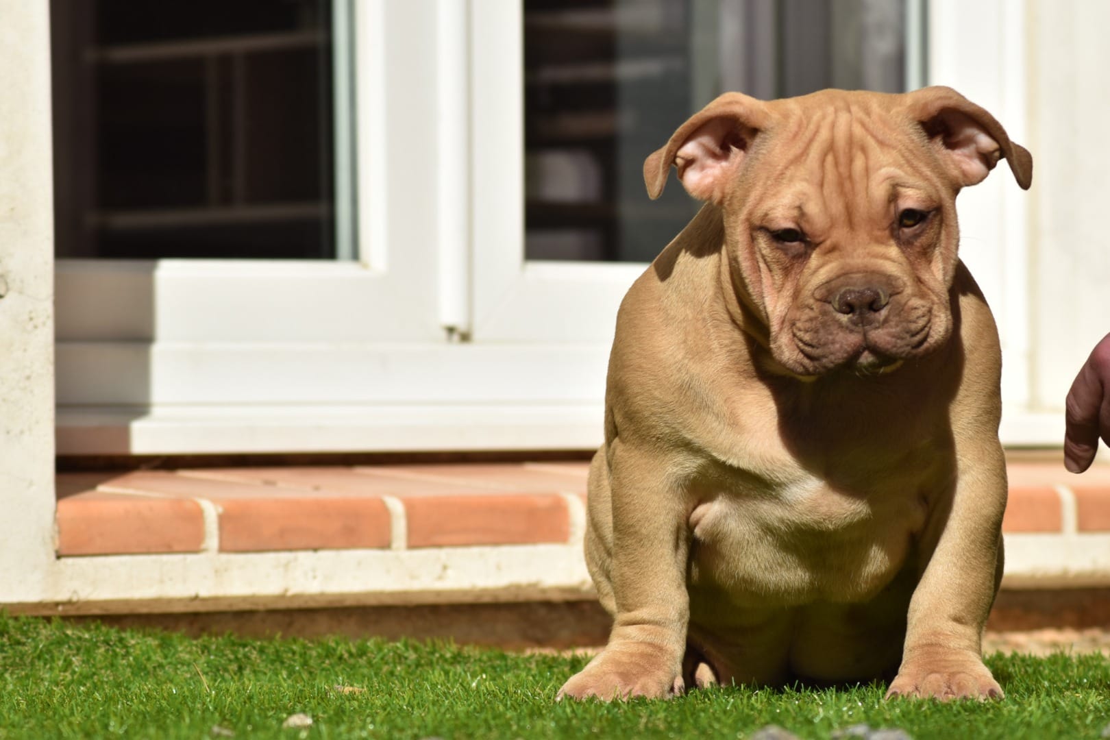 Chiot femelle american bully pocket choco fauve assise au soleil