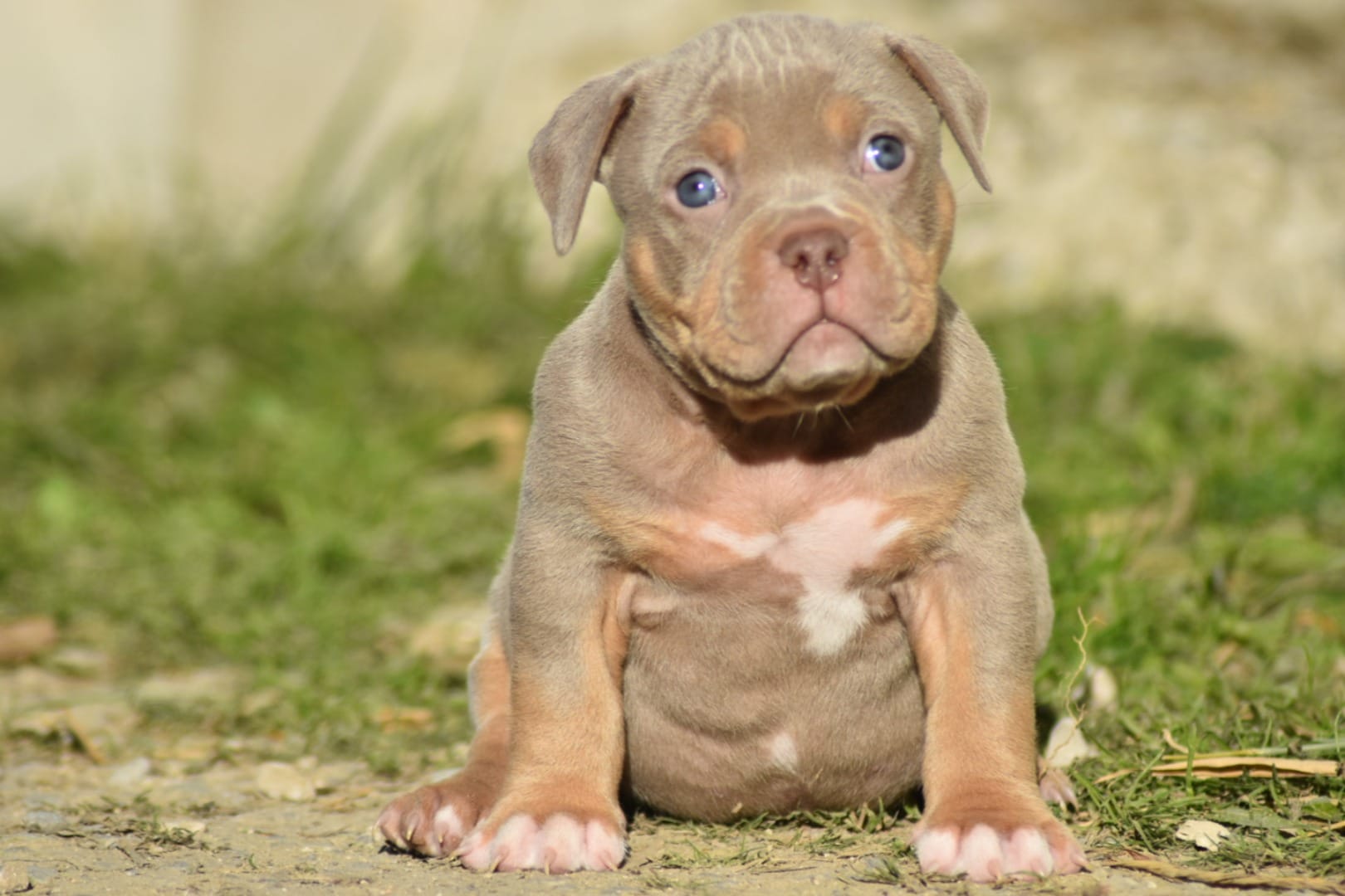 Chiot mâle american bully pocket lilac trico assis dans l'herbe