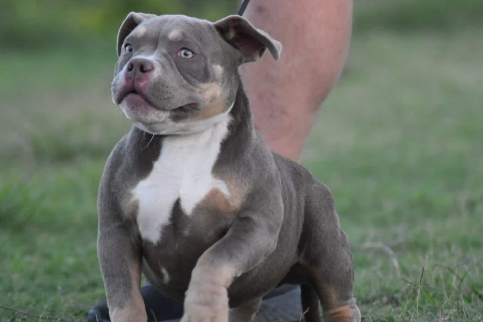 Chiot femelle american bully pocket lilac trico