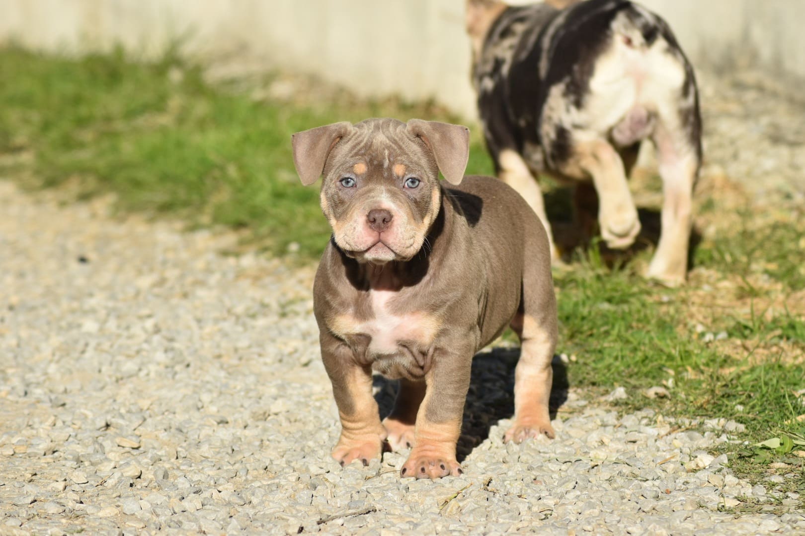 Chiot femelle american bully pocket lilac trico dans le graviers