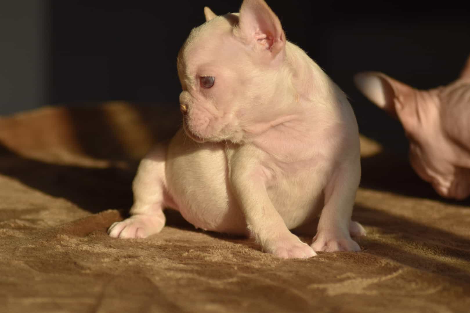 Chiot femelle bouledogue français exotique isabella tan new shade french bulldog frenchie exotic aux yeux verts