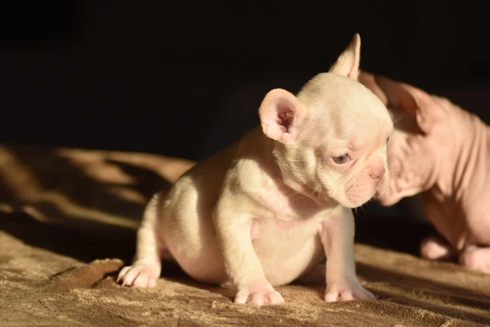 Chiot femelle bouledogue français exotique isabella tan new shade french bulldog frenchie exotic aux yeux verts