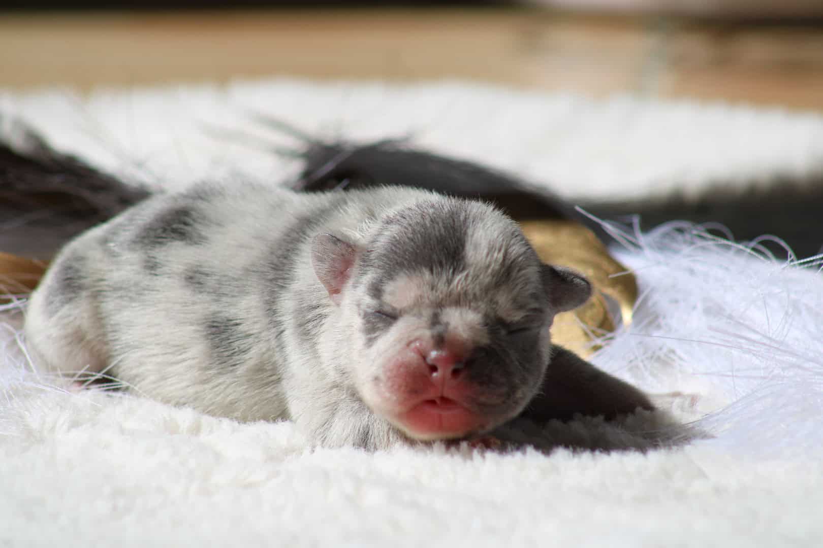 Chiot mâle bouledogue français exotique silver merle tan à vendre