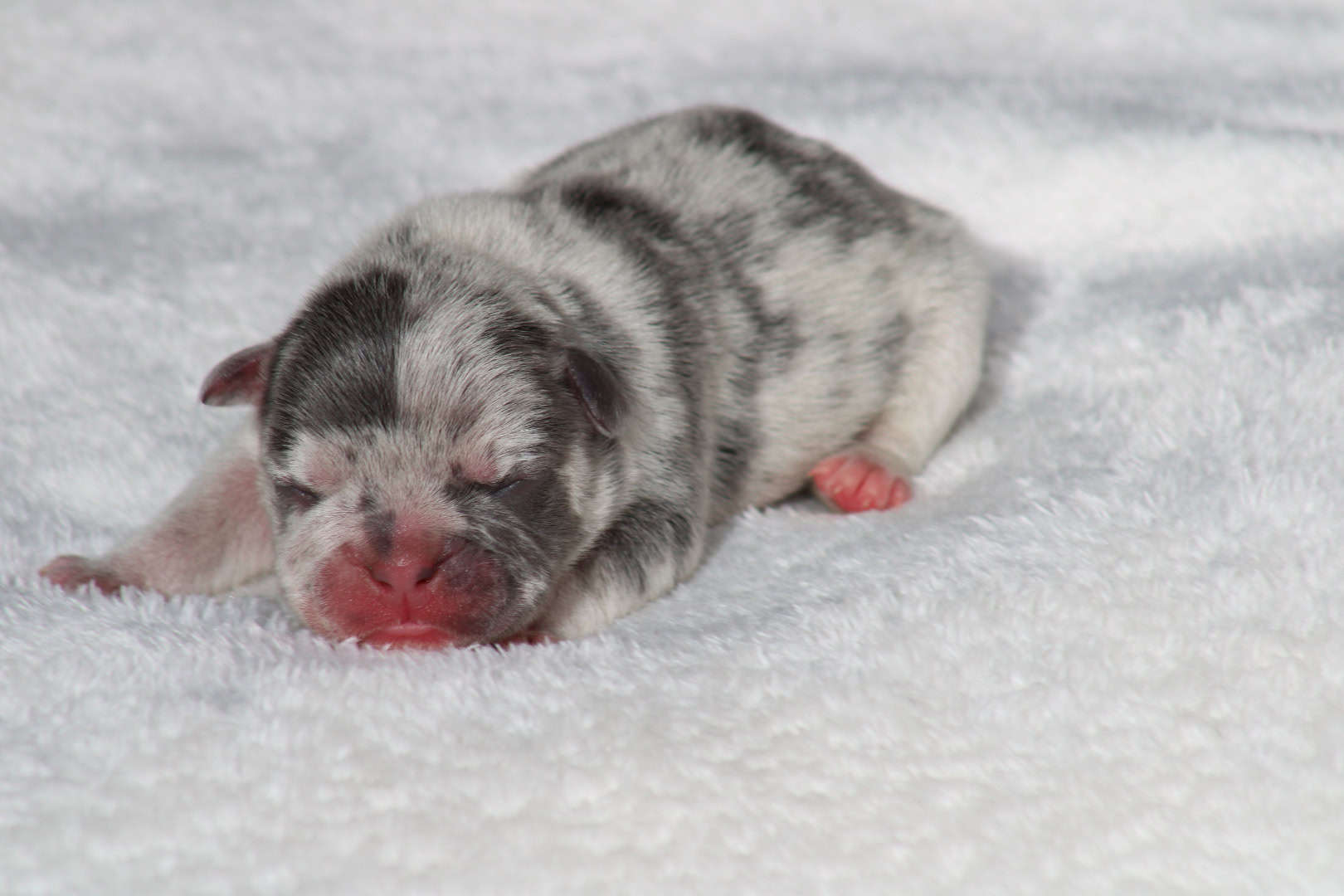 Chiot mâle bouledogue français exotique silver merle tan à vendre