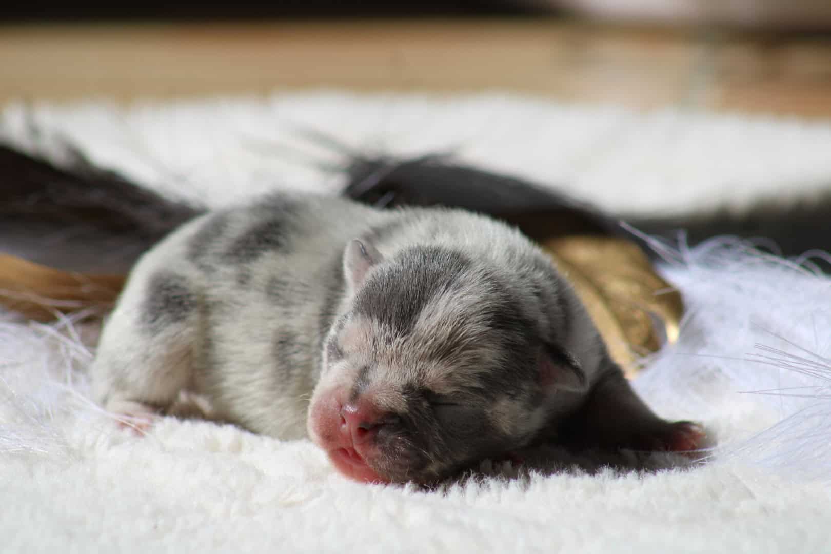 Chiot mâle bouledogue français exotique silver merle tan à vendre