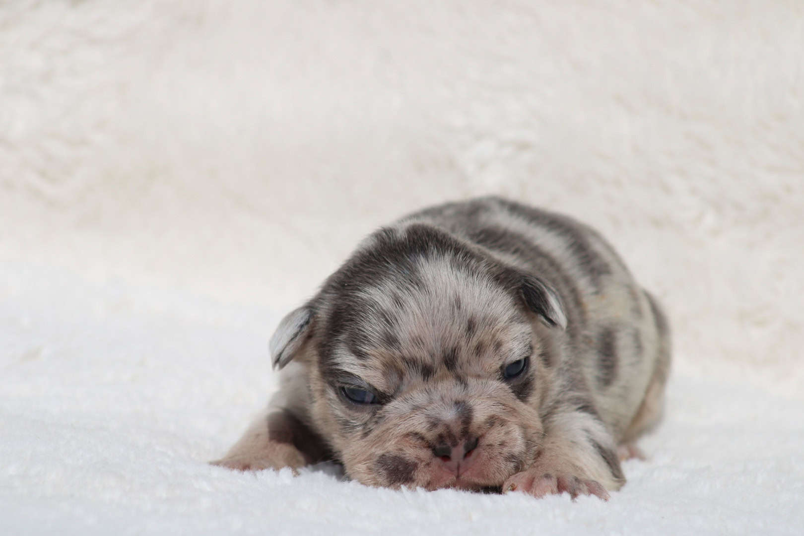 Chiot mâle bouledogue français exotique silver merle tan à vendre