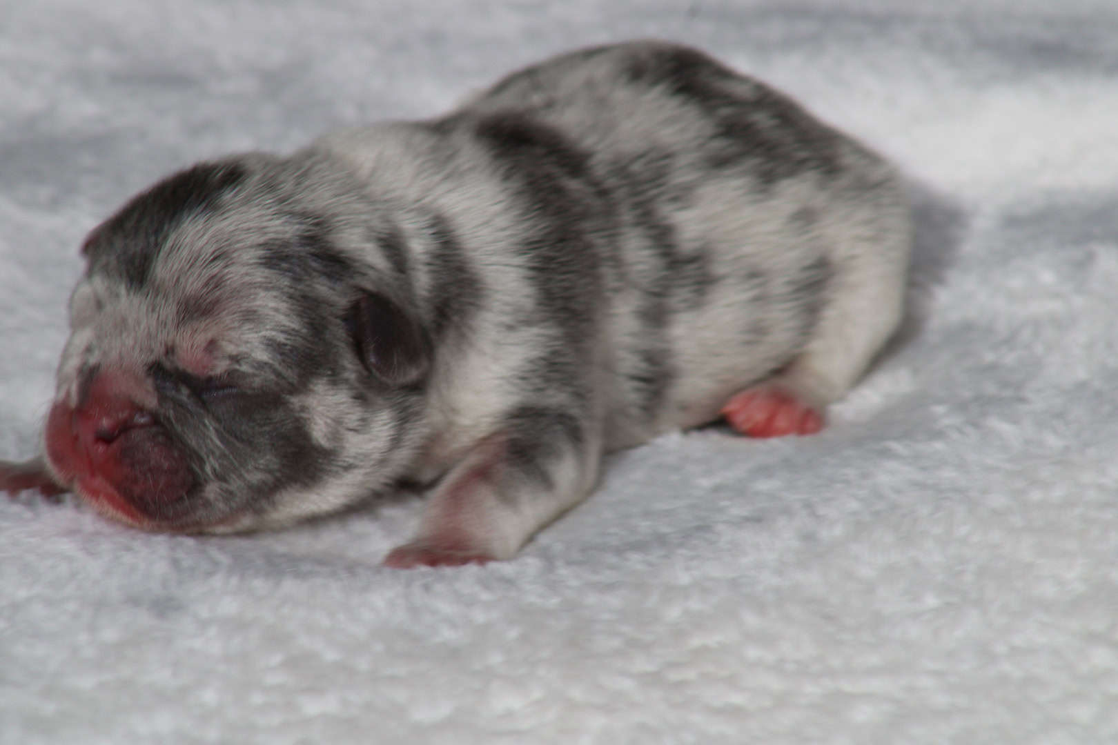 Chiot mâle bouledogue français exotique silver merle tan à vendre