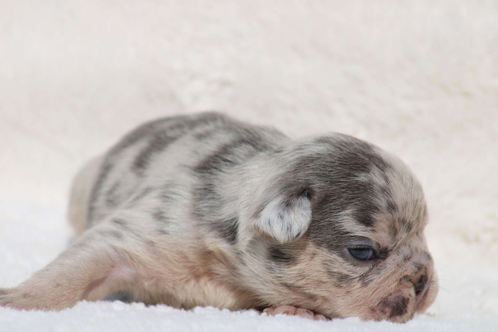 Chiot mâle bouledogue français exotique silver merle tan à vendre