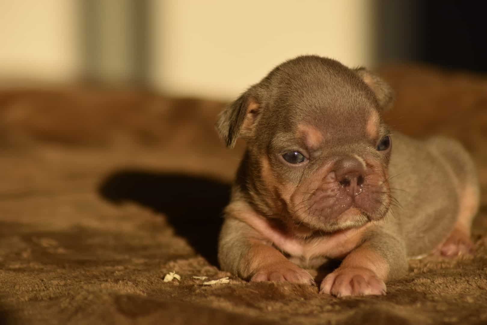 Chiot femelle bouledogue français exotique lilac tan french bulldog frenchie fluffy red nose