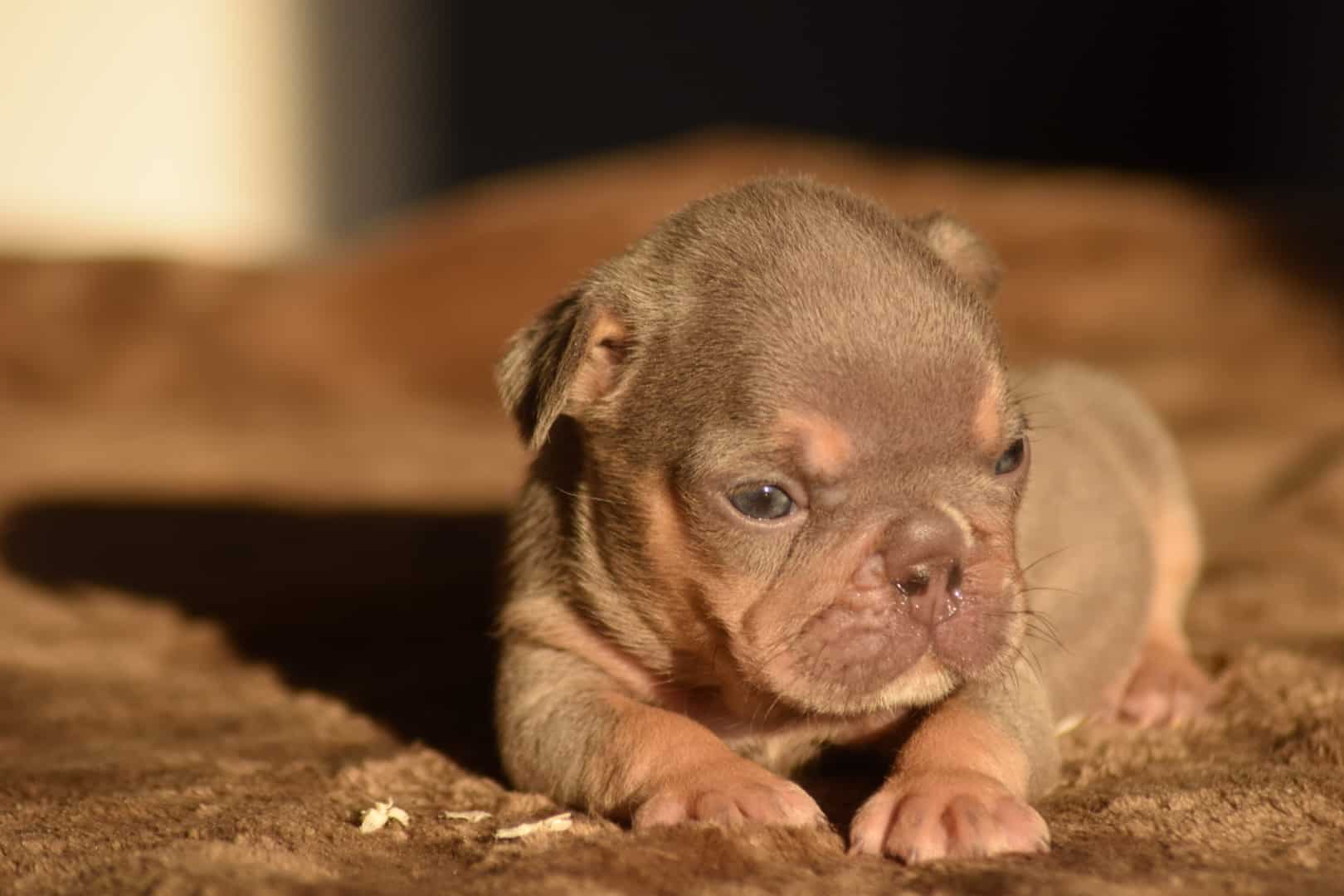 Chiot femelle bouledogue français exotique lilac tan french bulldog frenchie fluffy red nose tan point