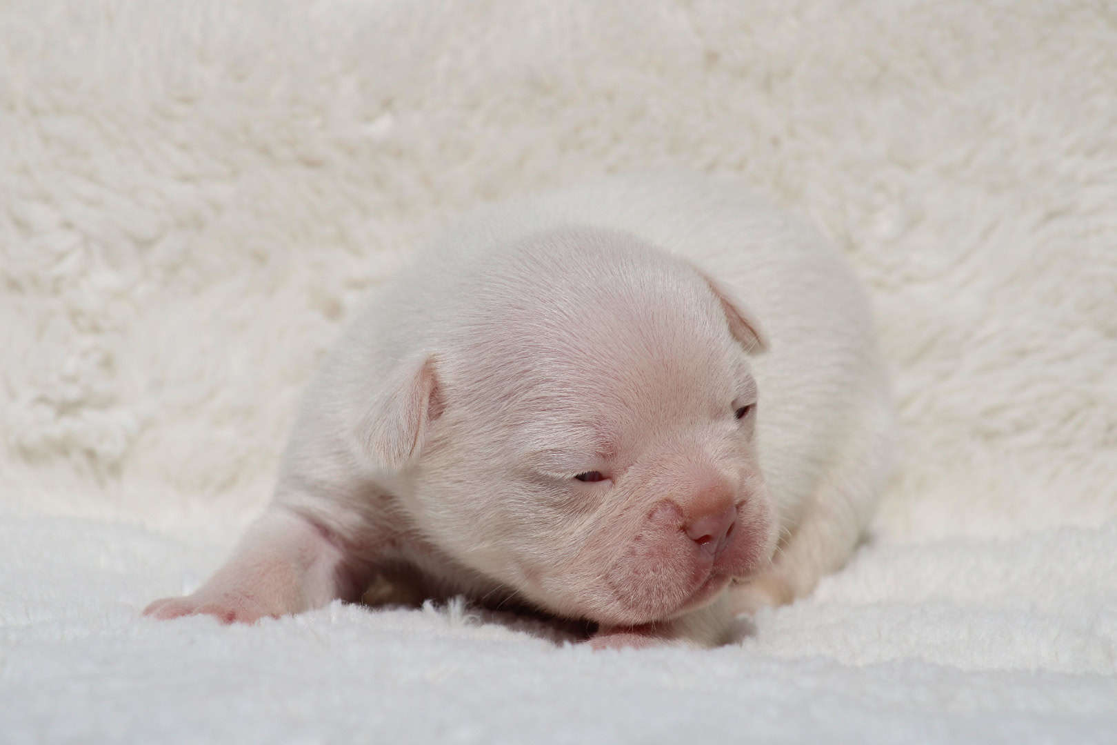 Chiot mâle bouledogue français exotique isabella tan platinium à vendre