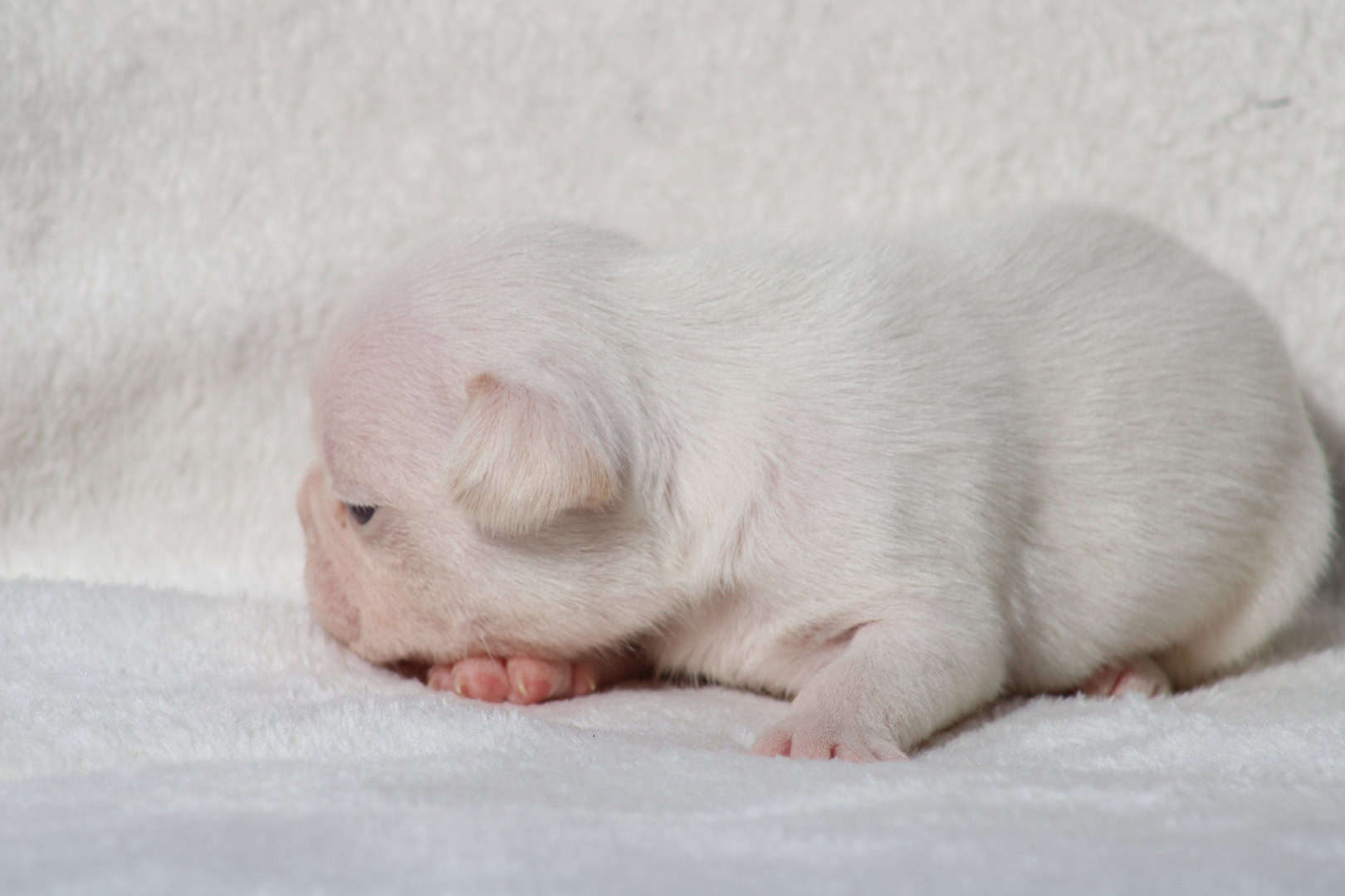 Chiot mâle bouledogue français exotique isabella tan platinium à vendre