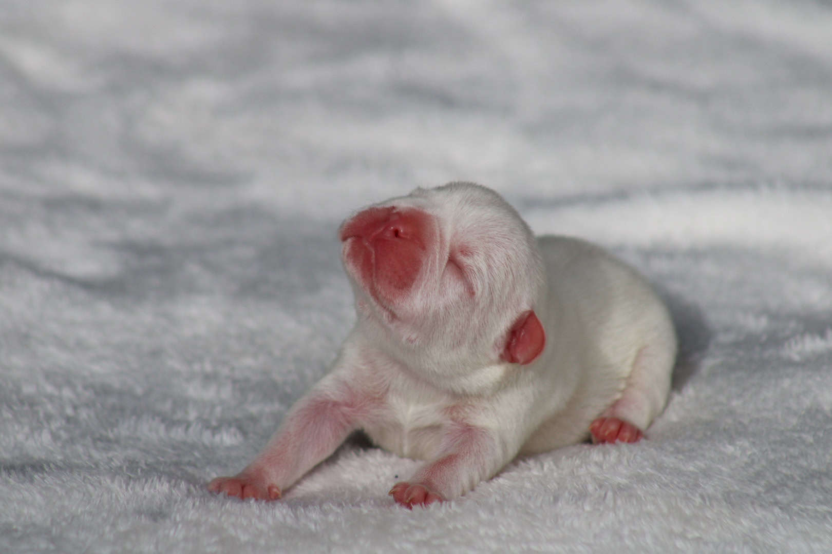 Chiot mâle bouledogue français exotique isabella tan platinium à vendre