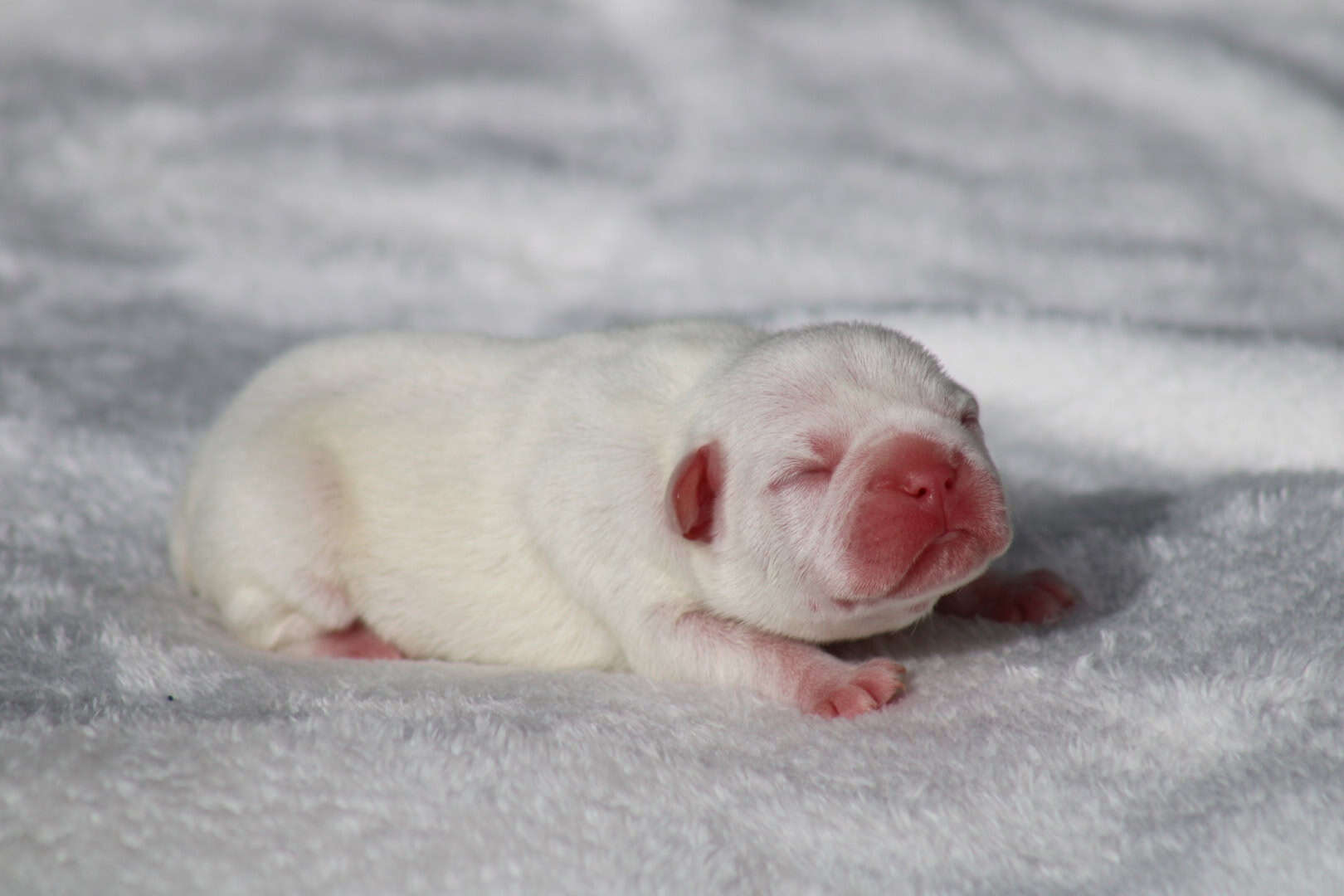 Chiot mâle bouledogue français exotique isabella tan platinium à vendre