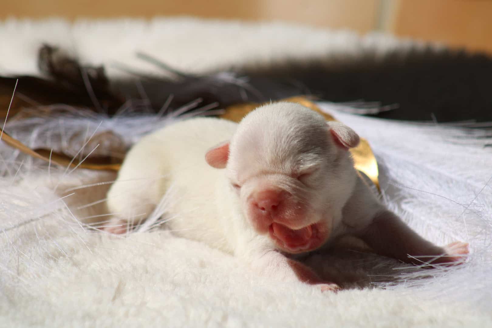 Chiot mâle bouledogue français exotique isabella tan platinium à vendre