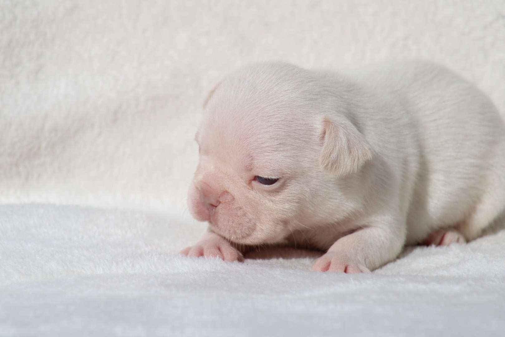 Chiot mâle bouledogue français exotique isabella tan platinium à vendre