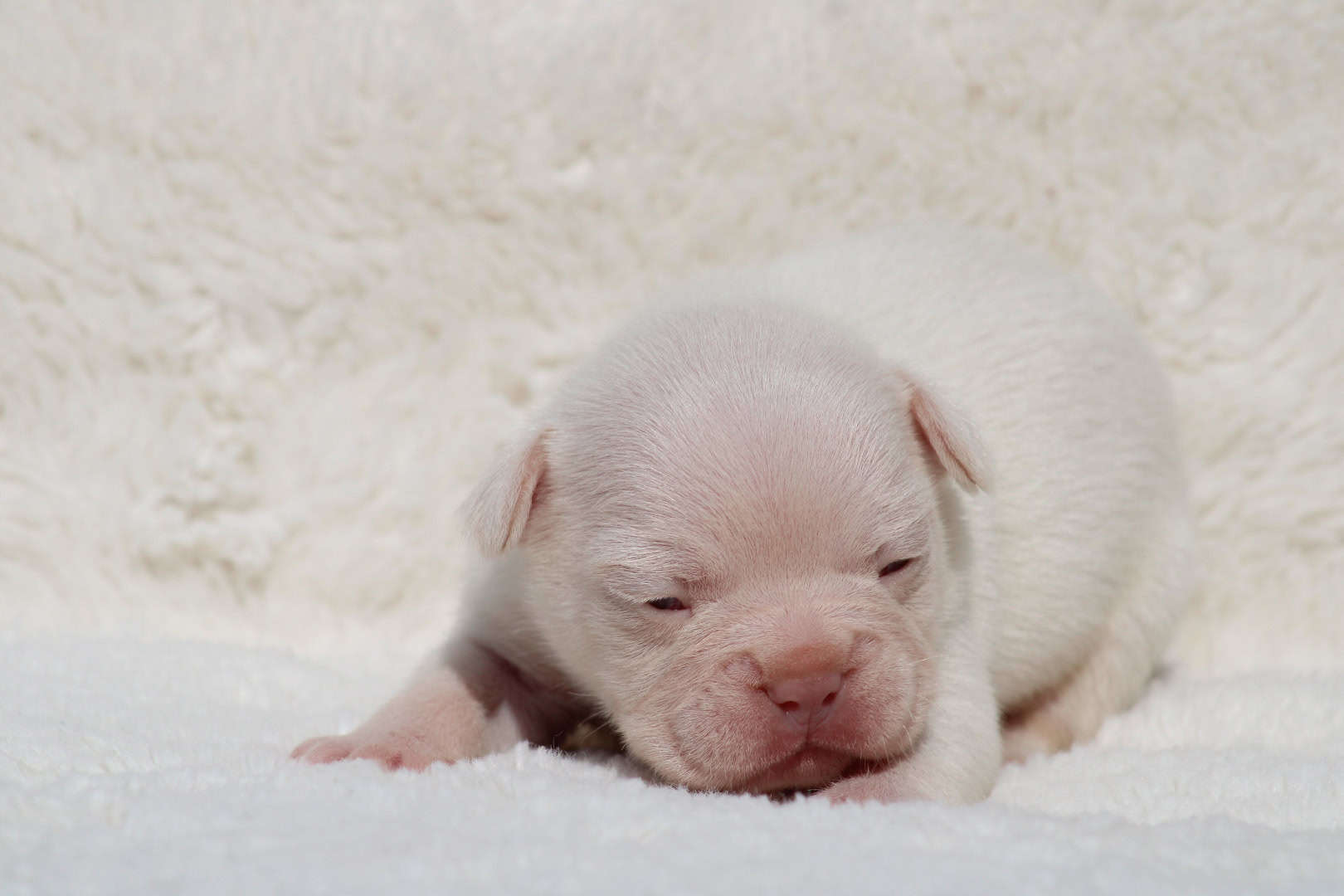 Chiot mâle bouledogue français exotique isabella tan platinium à vendre