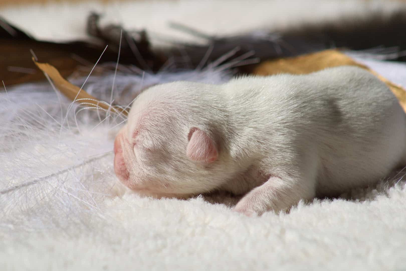 Chiot mâle bouledogue français exotique isabella tan platinium à vendre