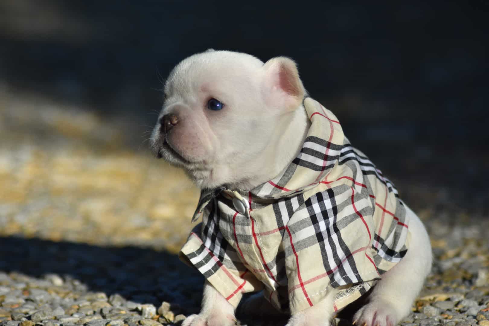 Chiot mâle bouledogue français exotique crème jaune-marron porteur fluffy veste burberry puppy