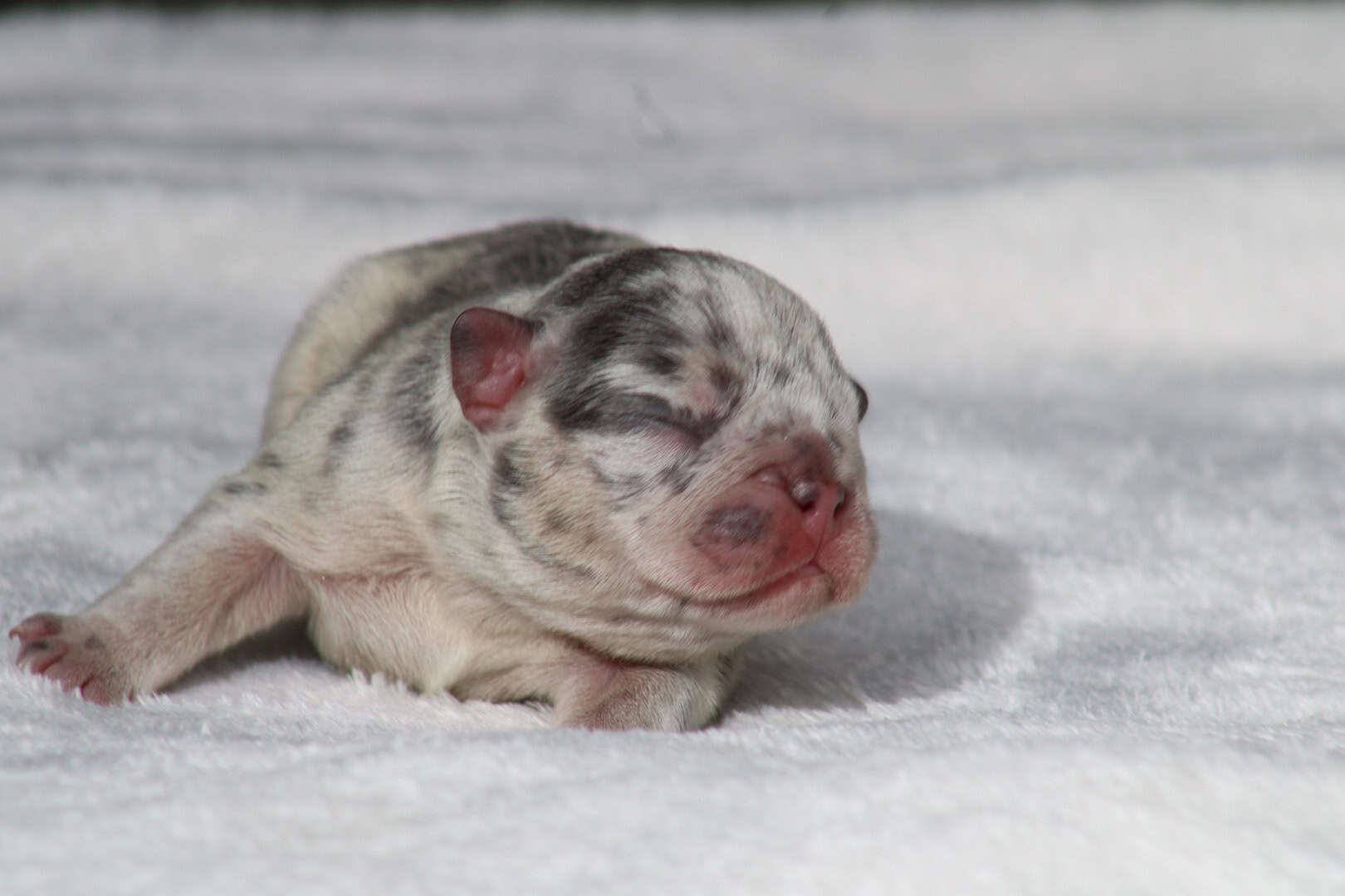 Chiot mâle bouledogue français exotique silver merle tan à vendre