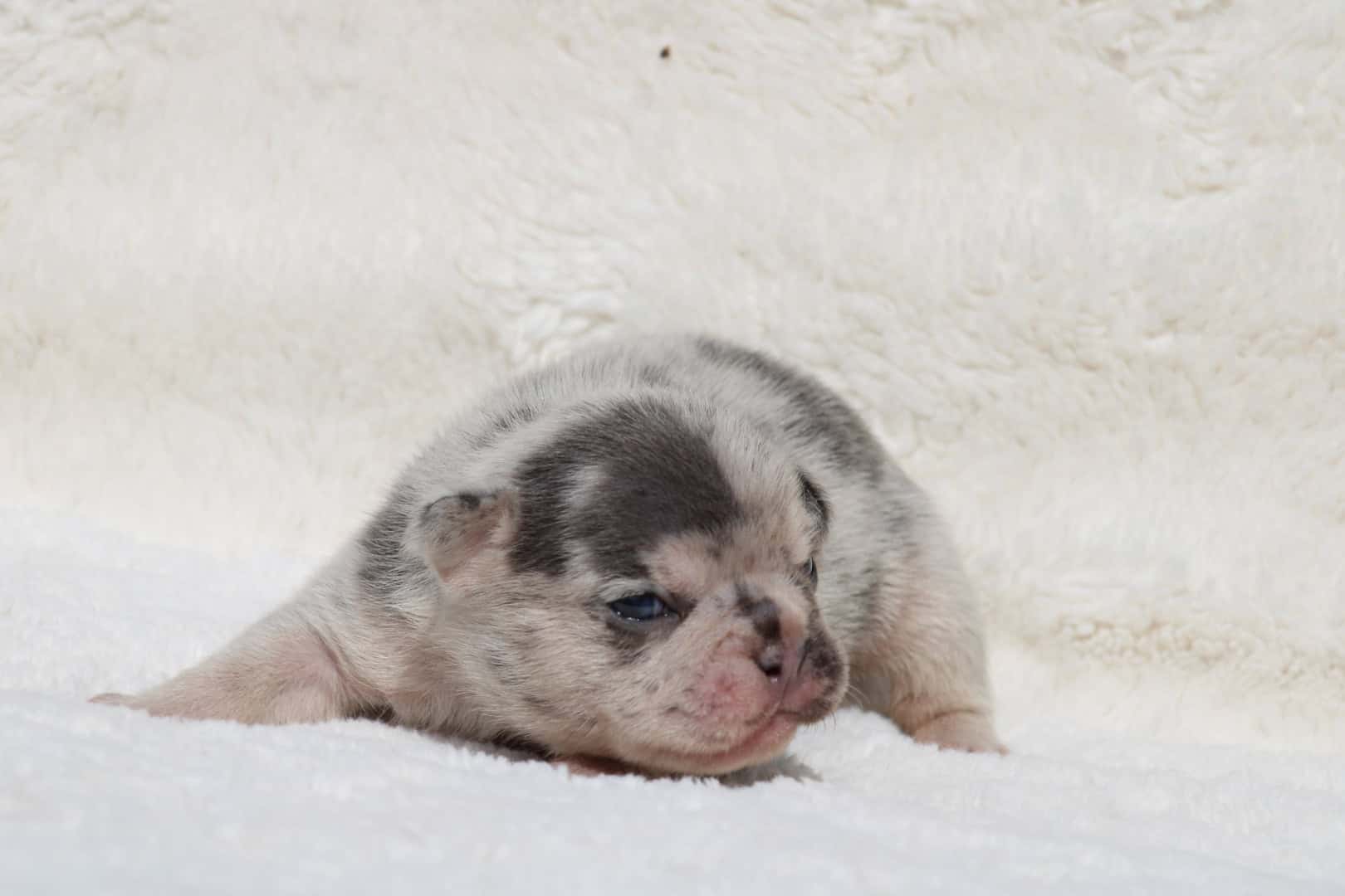 Chiot mâle bouledogue français exotique silver merle tan à vendre