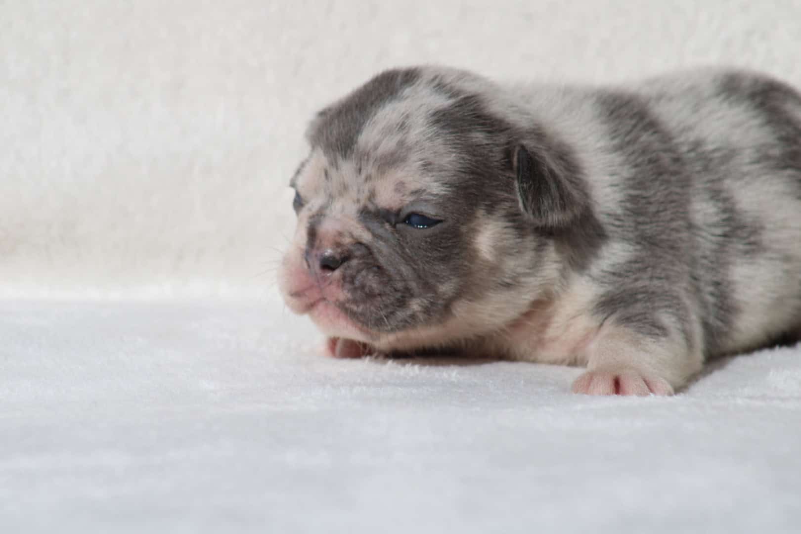 Chiot mâle bouledogue français exotique silver merle tan à vendre