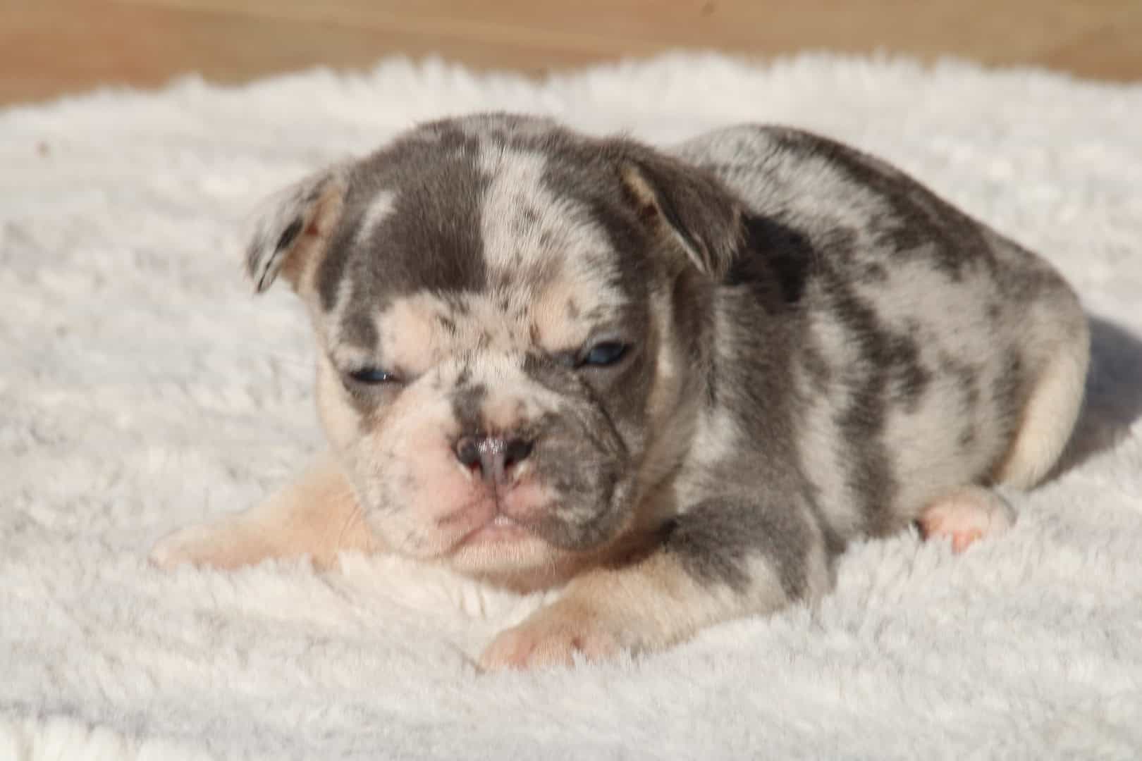 Chiot mâle bouledogue français exotique silver merle tan à vendre