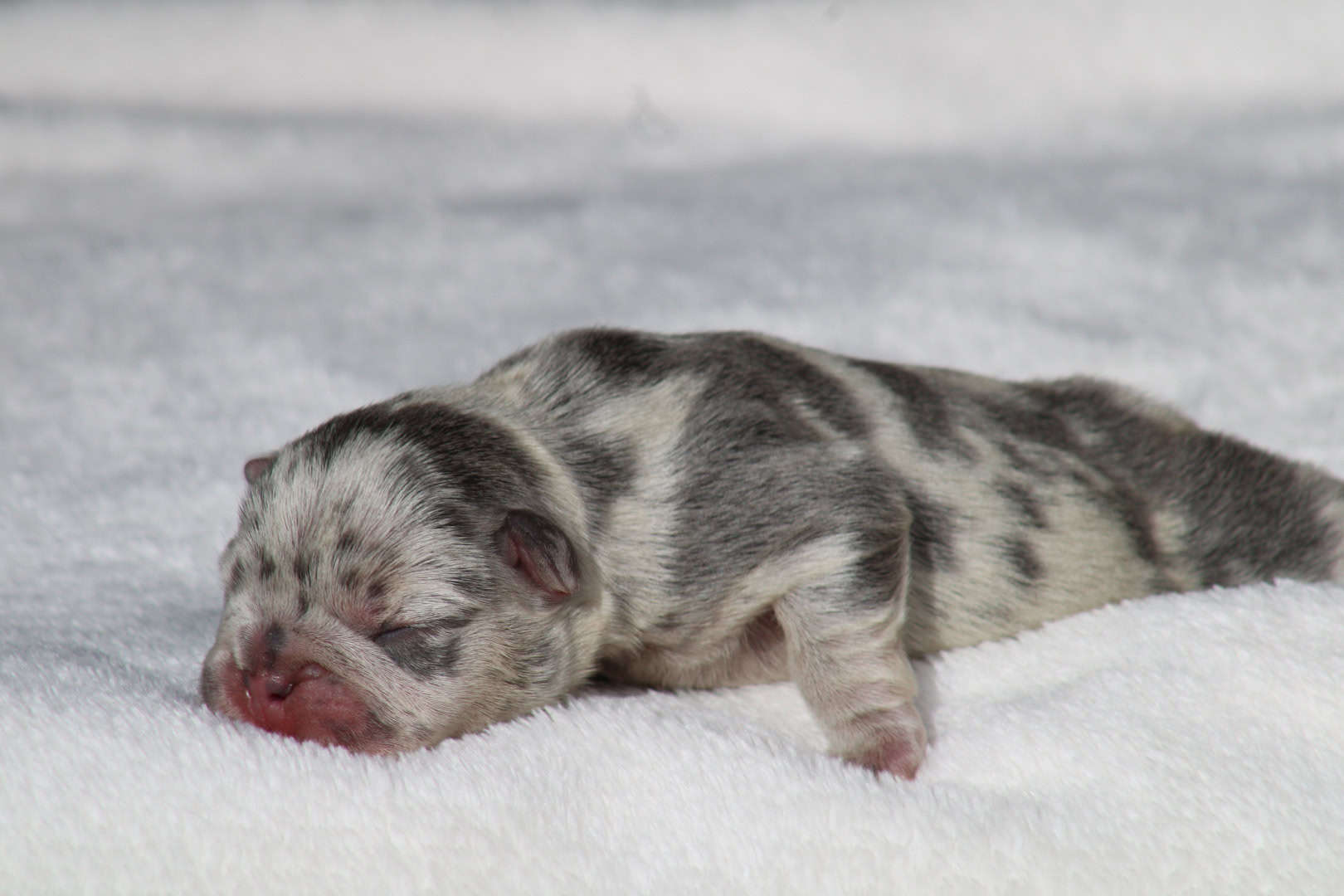 Chiot mâle bouledogue français exotique silver merle tan à vendre