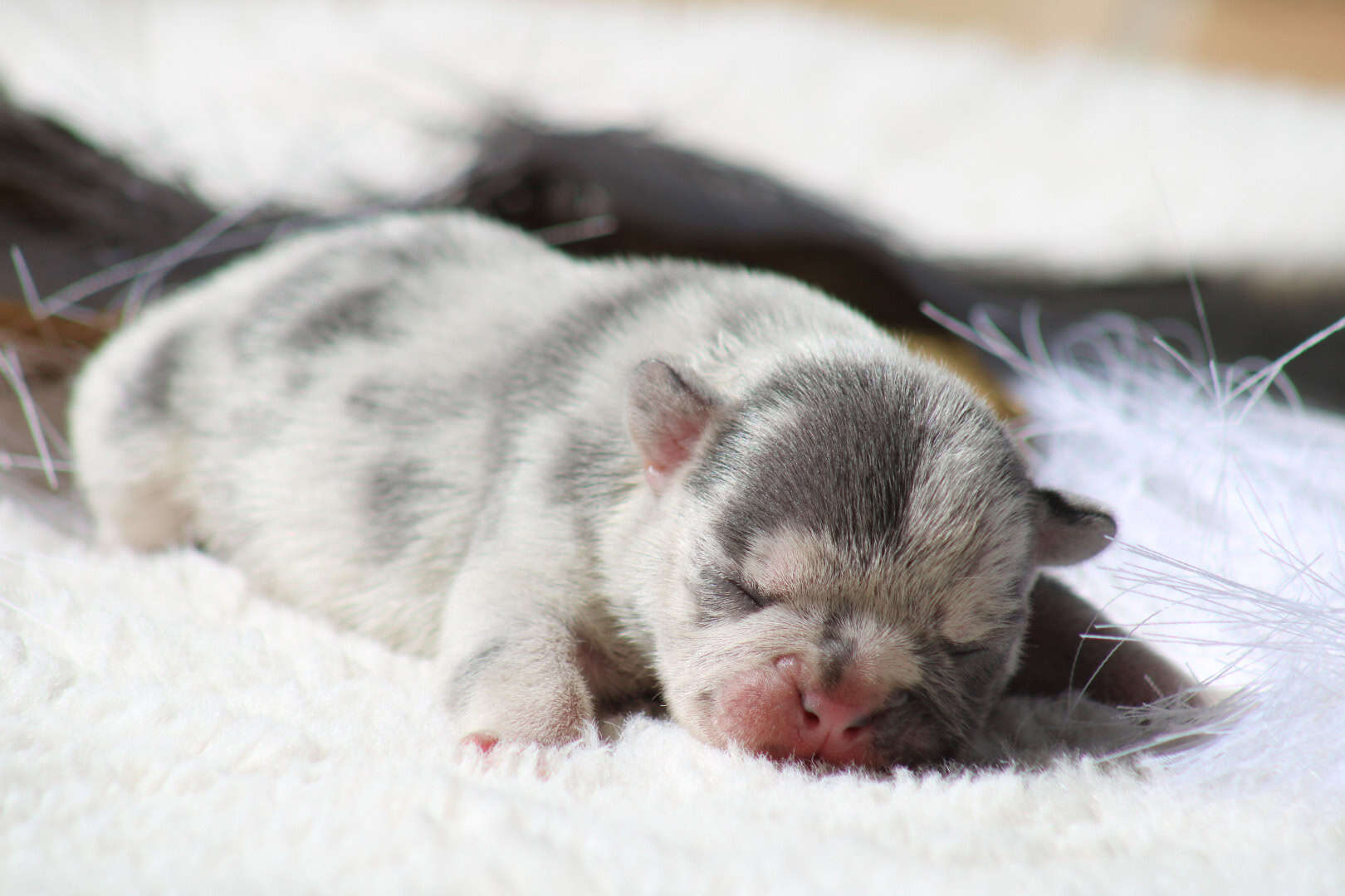 Chiot mâle bouledogue français exotique silver merle tan à vendre