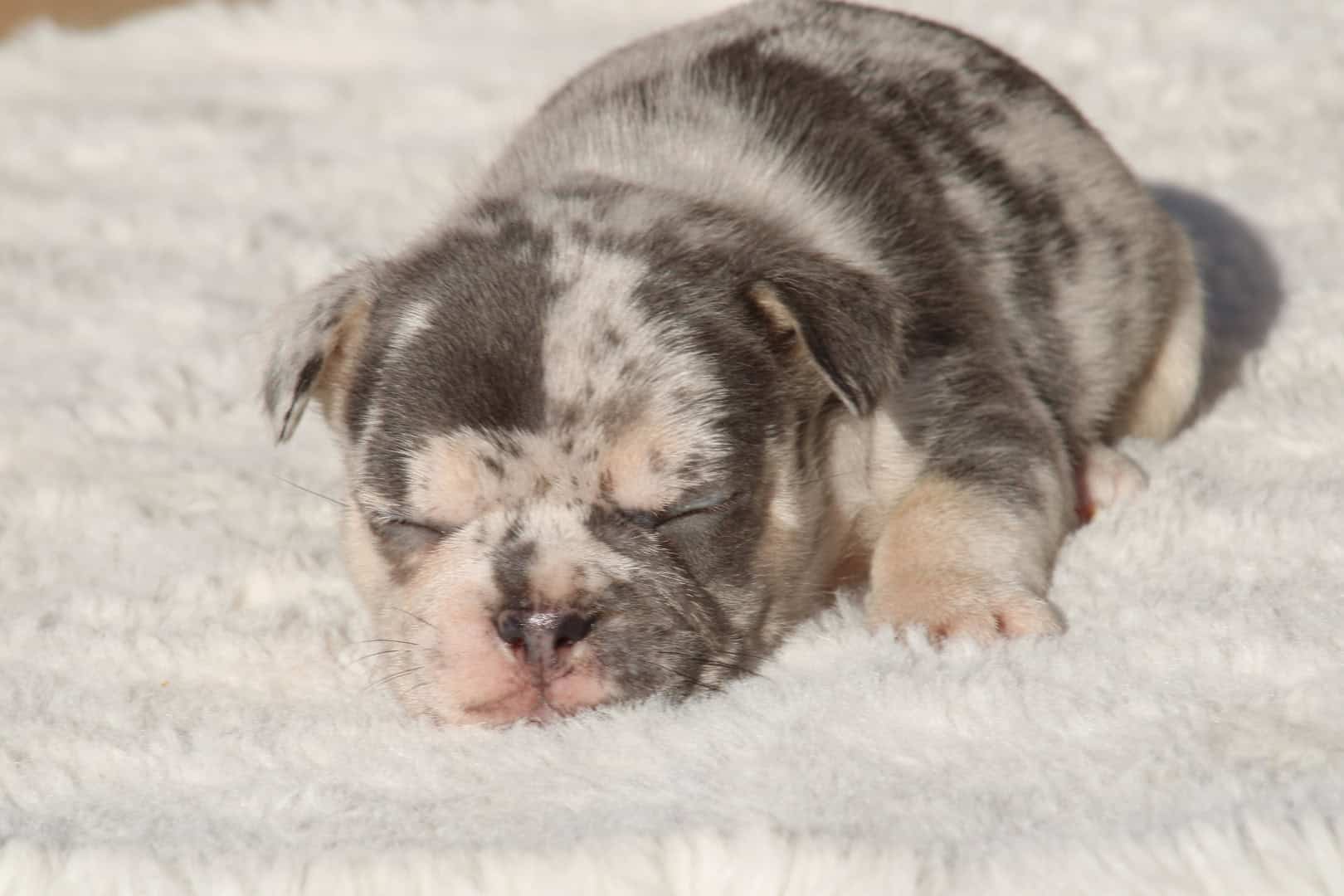 Chiot mâle bouledogue français exotique silver merle tan à vendre