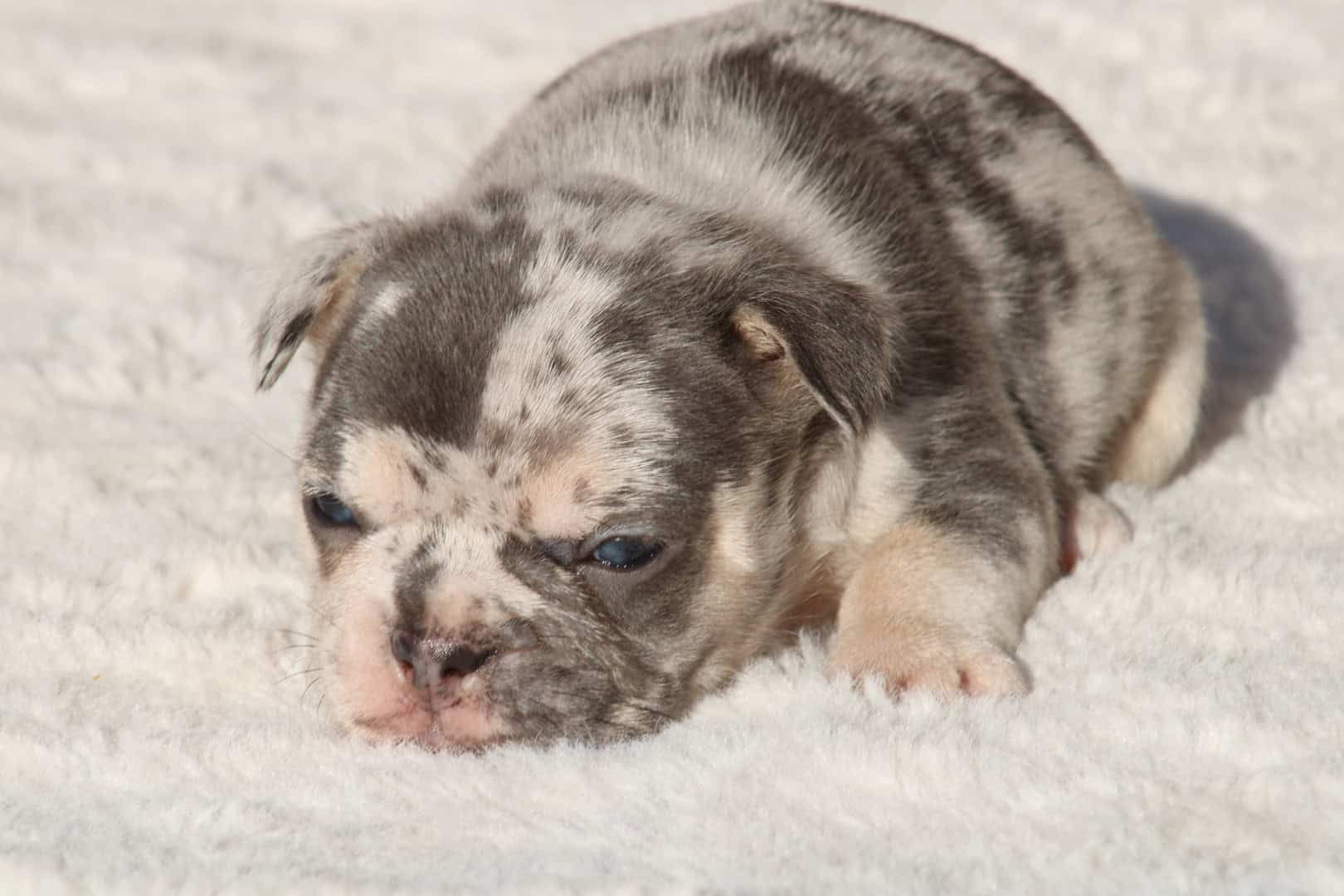 Chiot mâle bouledogue français exotique silver merle tan à vendre