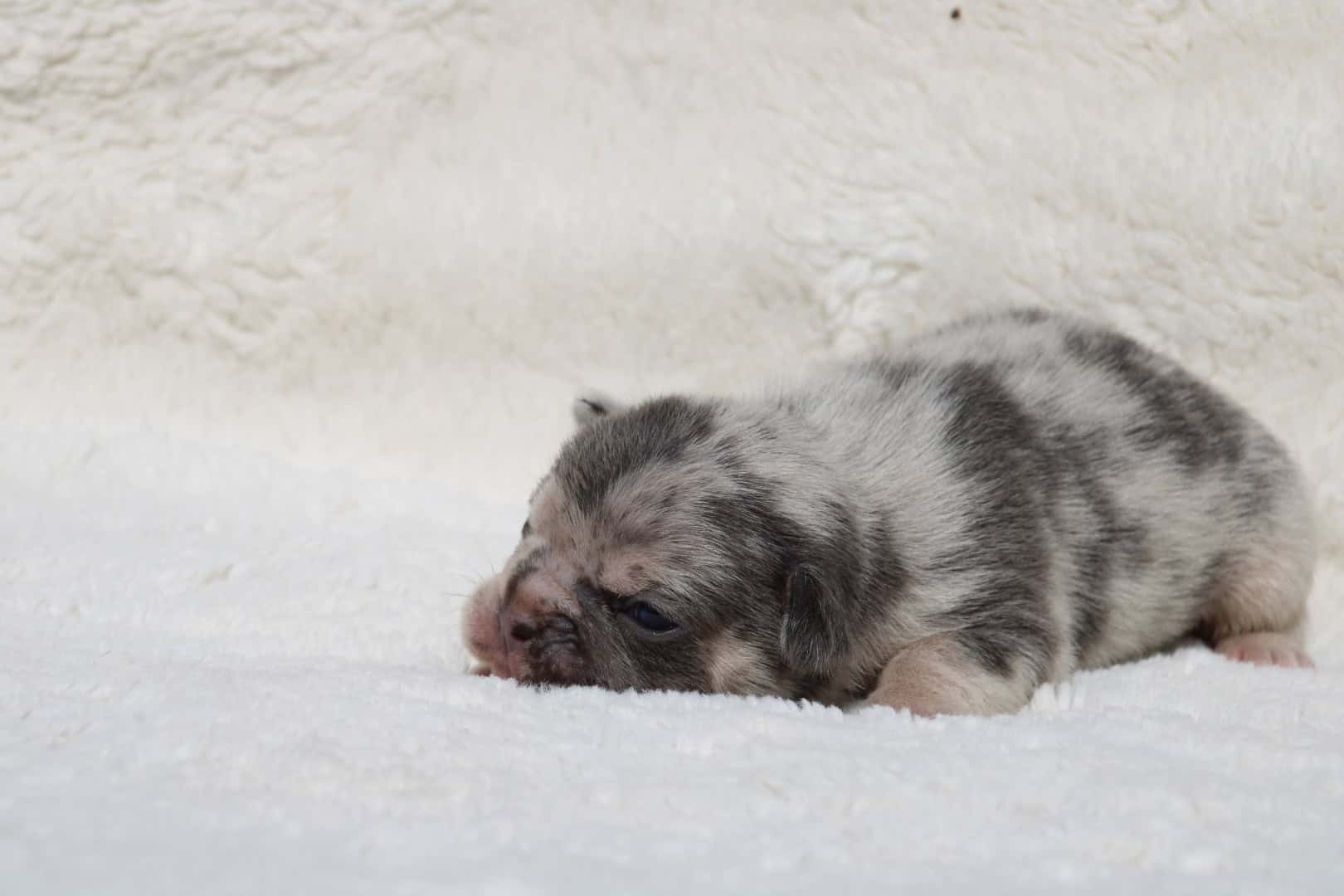 Chiot mâle bouledogue français exotique silver merle tan à vendre