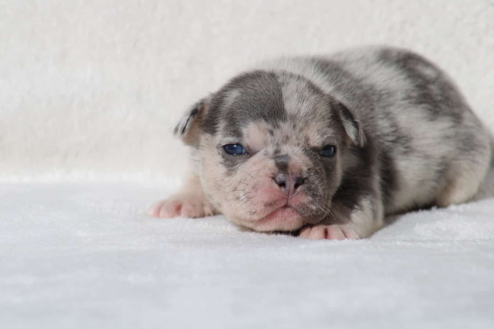 Chiot mâle bouledogue français exotique silver merle tan à vendre