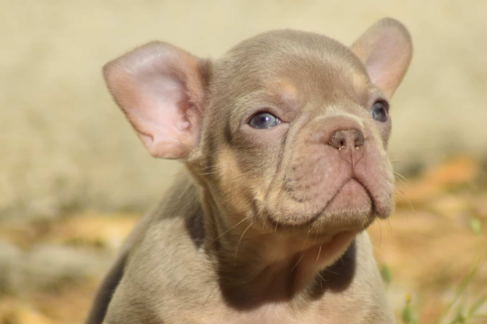 Chiot mâle bouledogue français exotique isabella tan new shade french bulldog frenchie exotic aux yeux verts