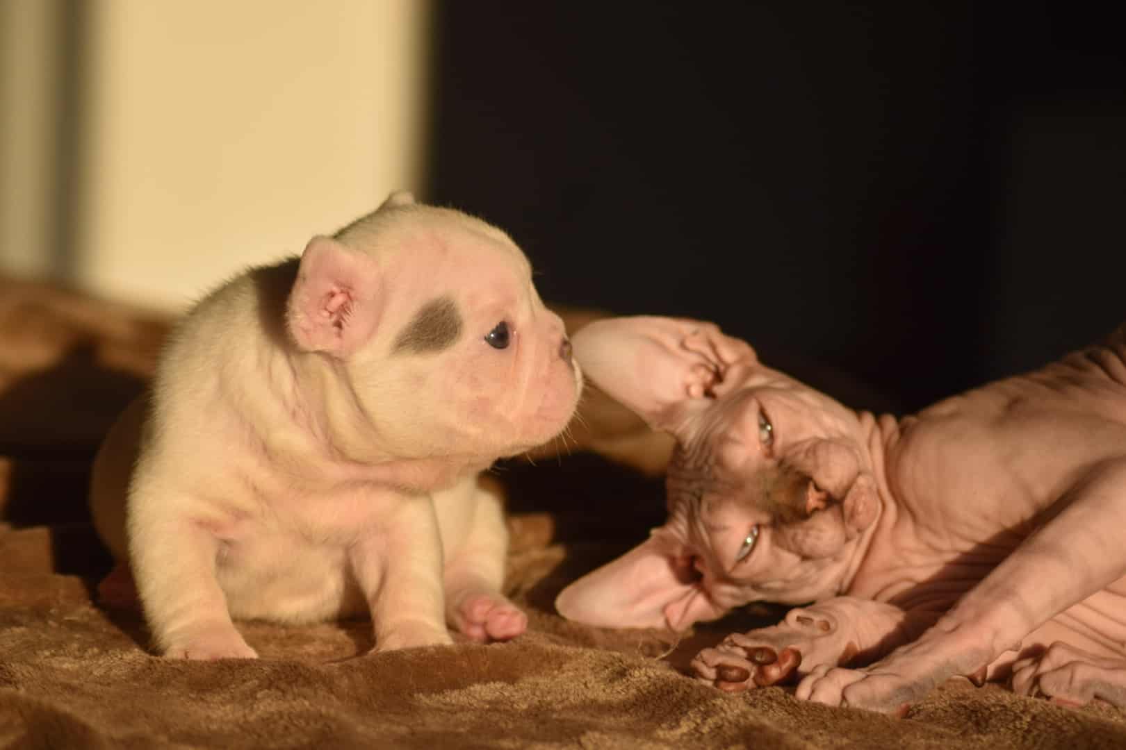 Chiot femelle bouledogue français exotique lilac tan french bulldog frenchie fluffy red nose piebald sphynx cat