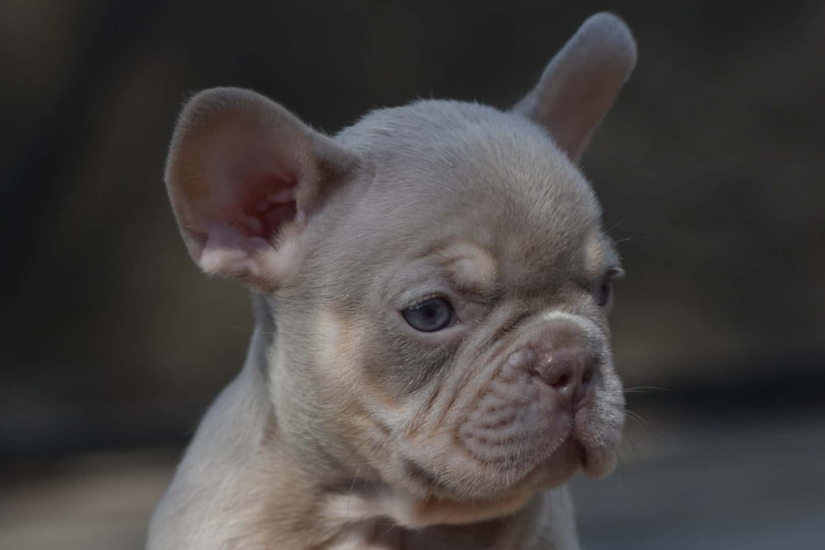 Chiot mâle bouledogue français exotique isabella tan new shade french bulldog exotic frenchie