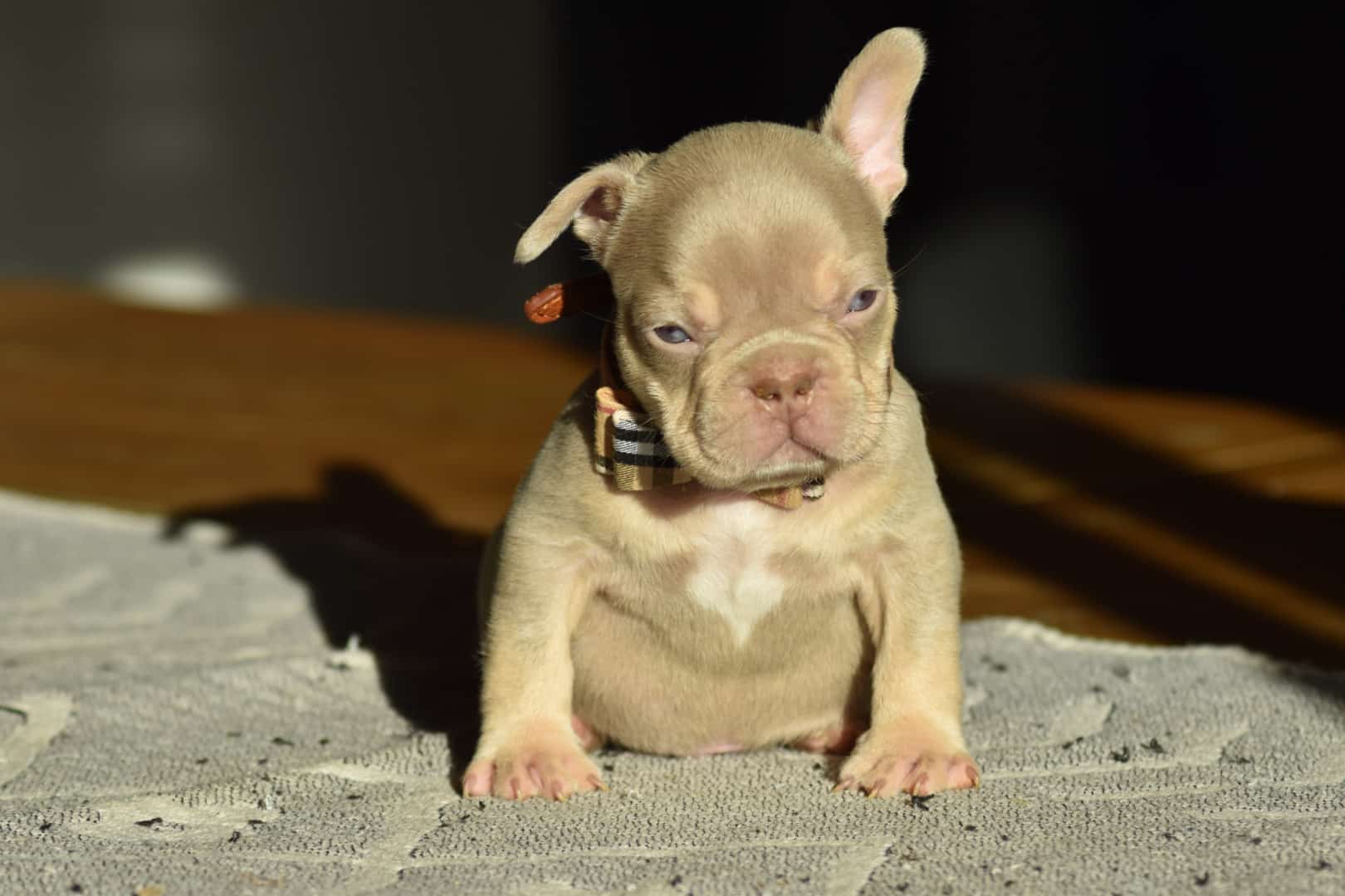 Chiot mâle bouledogue français exotique isabella tan new shade french bulldog frenchie exotic